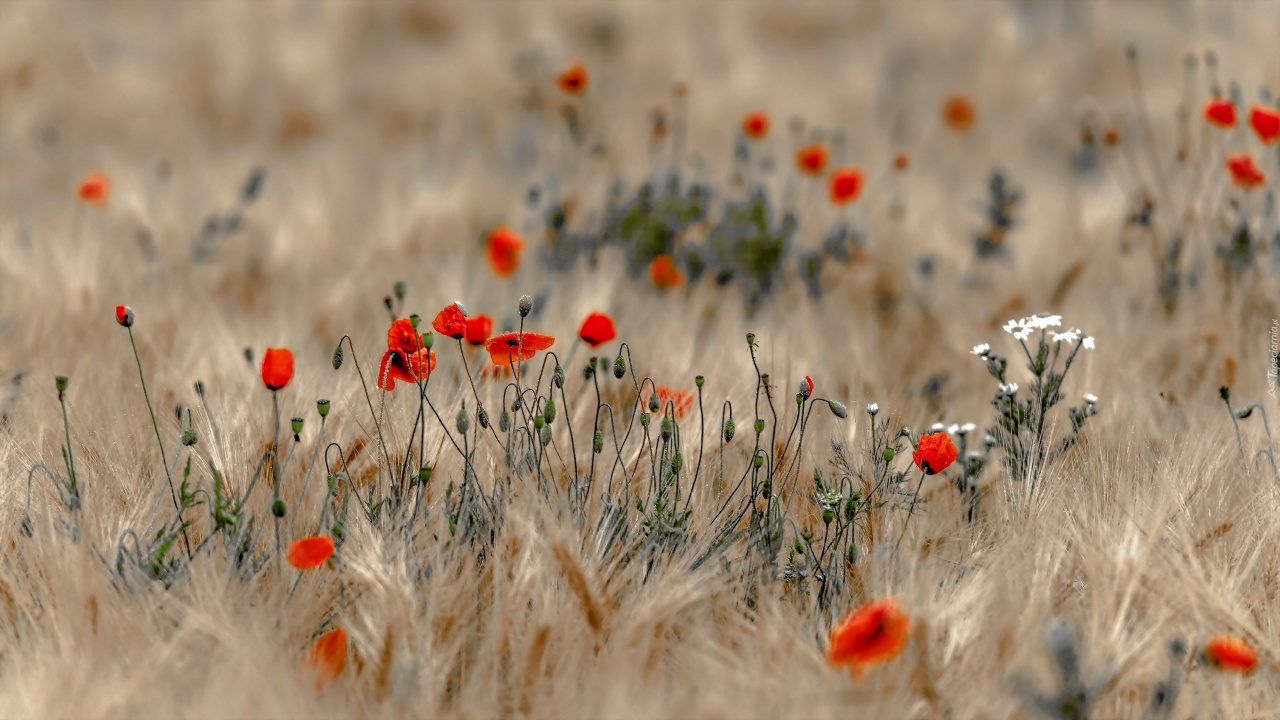Fleurs Rouges et Blanches Sur Terrain D'herbe Brune. Wallpaper in 1280x720 Resolution