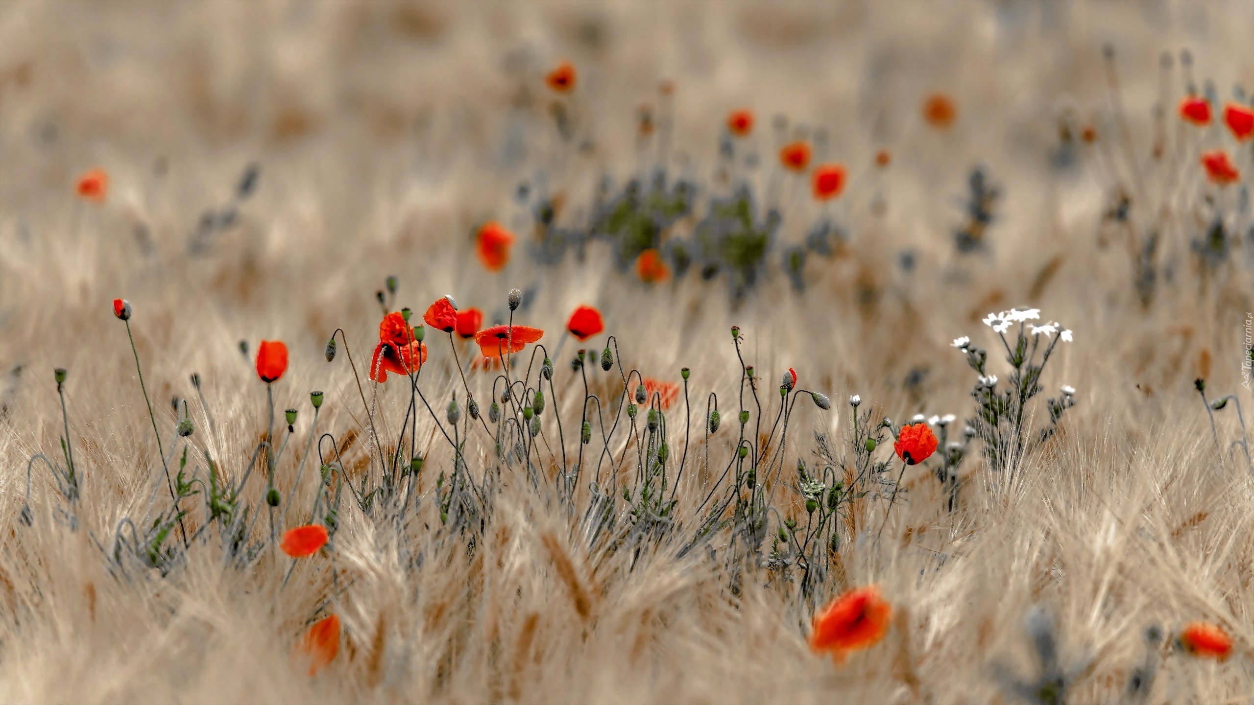 Fleurs Rouges et Blanches Sur Terrain D'herbe Brune. Wallpaper in 2560x1440 Resolution