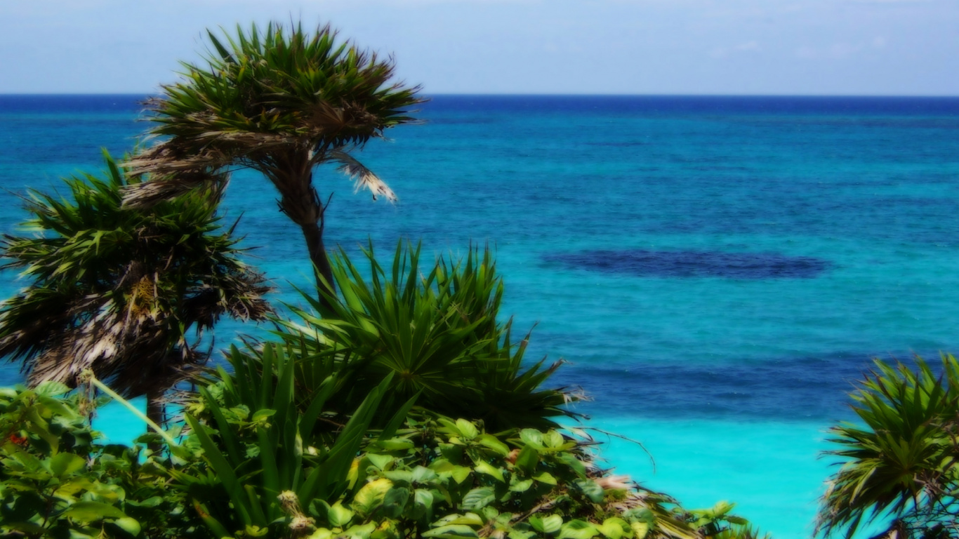 Arbres Verts Près de la Mer Bleue Pendant la Journée. Wallpaper in 1366x768 Resolution