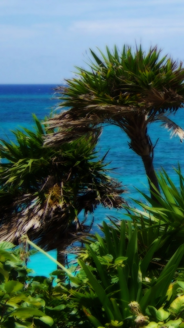 Green Trees Near Blue Sea During Daytime. Wallpaper in 720x1280 Resolution