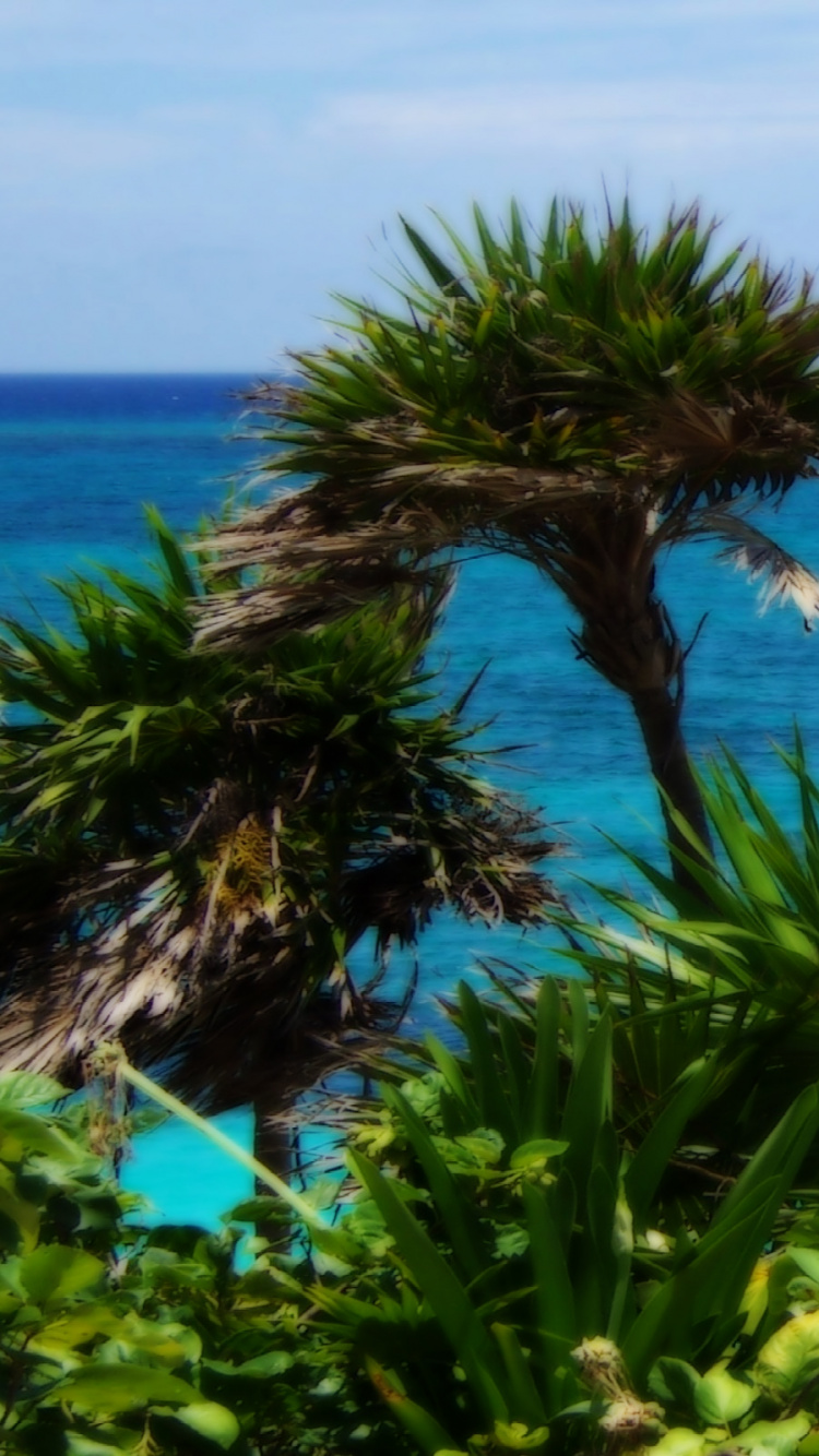 Green Trees Near Blue Sea During Daytime. Wallpaper in 750x1334 Resolution