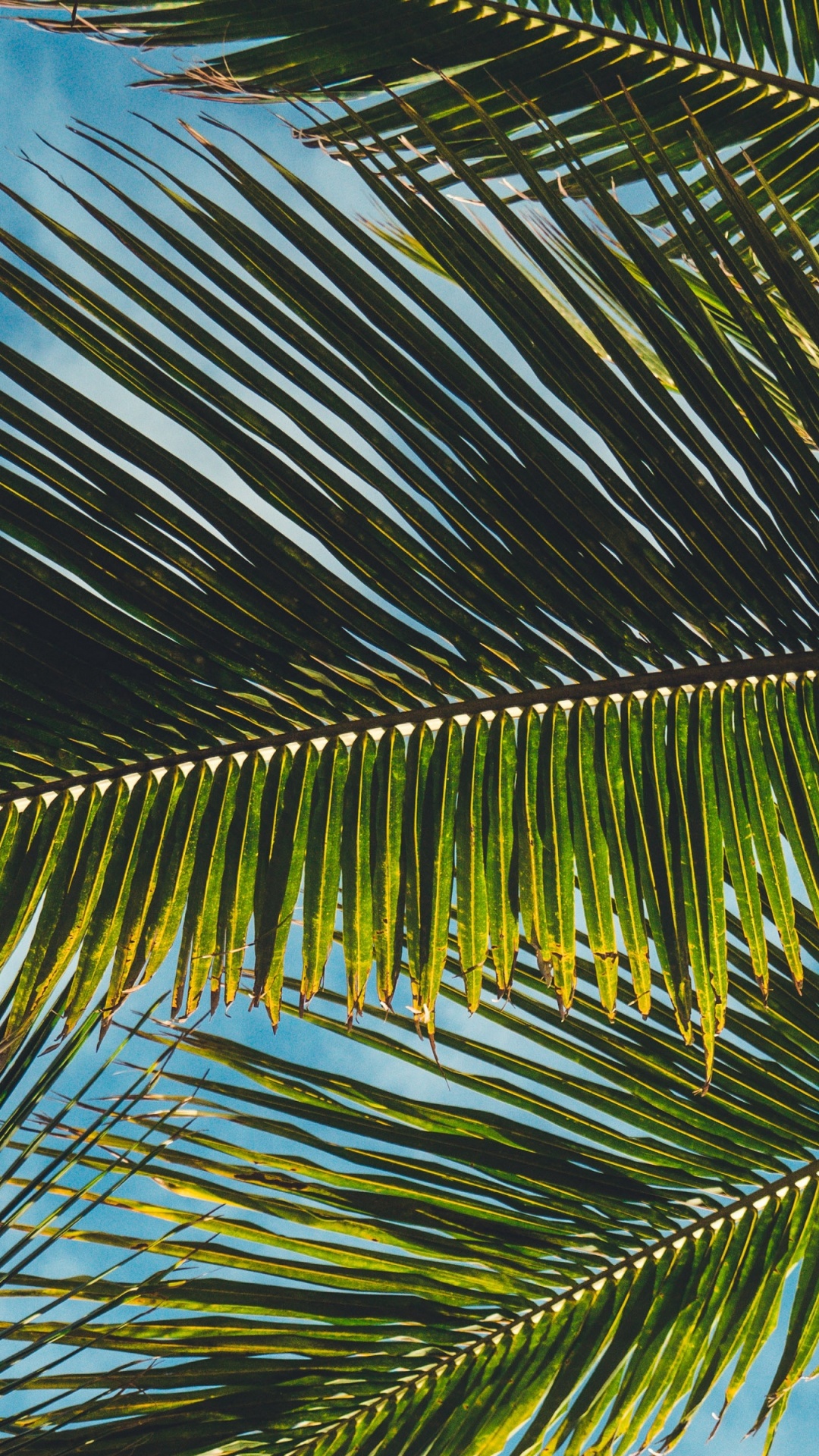 Green Palm Tree Under Blue Sky and White Clouds During Daytime. Wallpaper in 1080x1920 Resolution