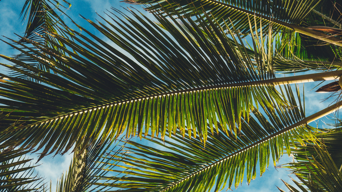 Green Palm Tree Under Blue Sky and White Clouds During Daytime. Wallpaper in 1366x768 Resolution