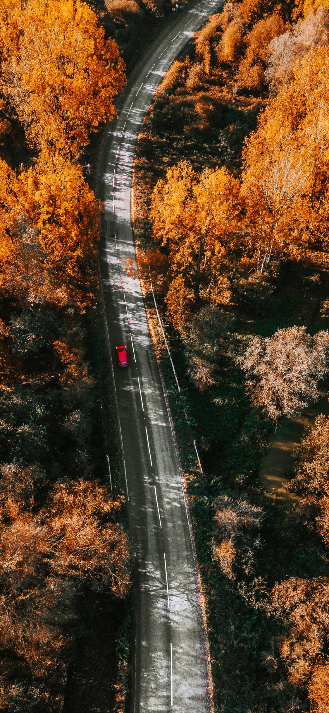 Nature, Leaf, Tree, Autumn, Yellow. Wallpaper in 1125x2436 Resolution