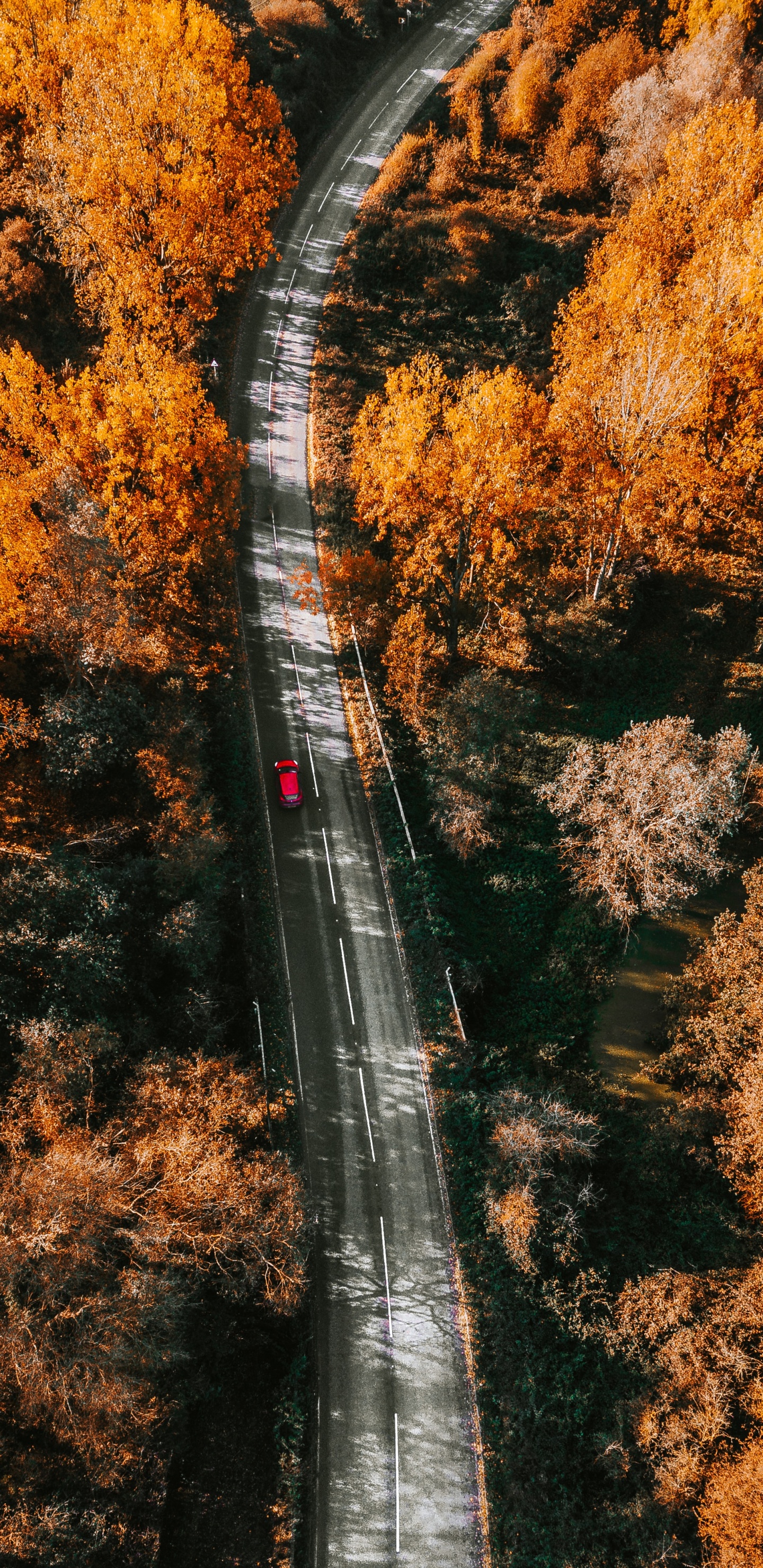 Nature, Leaf, Tree, Autumn, Yellow. Wallpaper in 1440x2960 Resolution