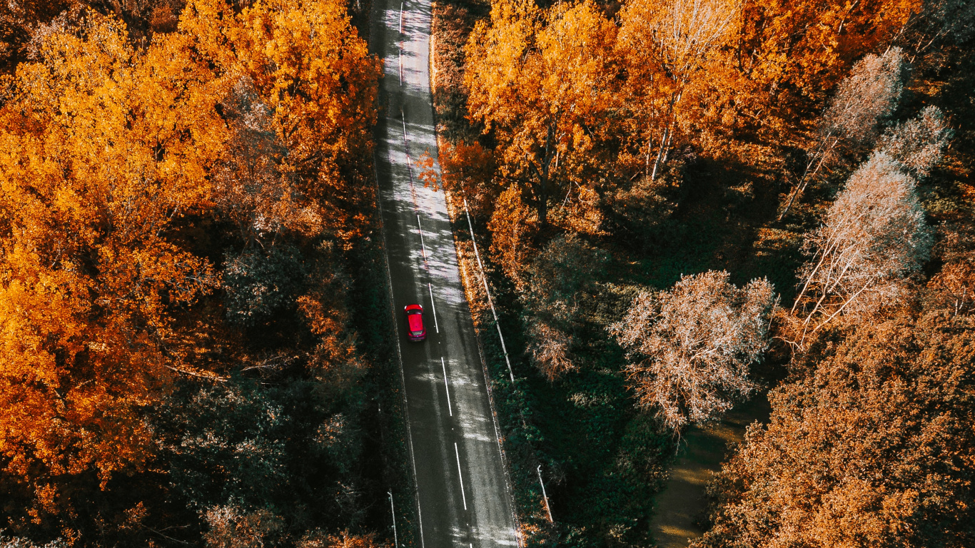 Nature, Feuille, Jaune, Plantes Ligneuses, Biome. Wallpaper in 1366x768 Resolution