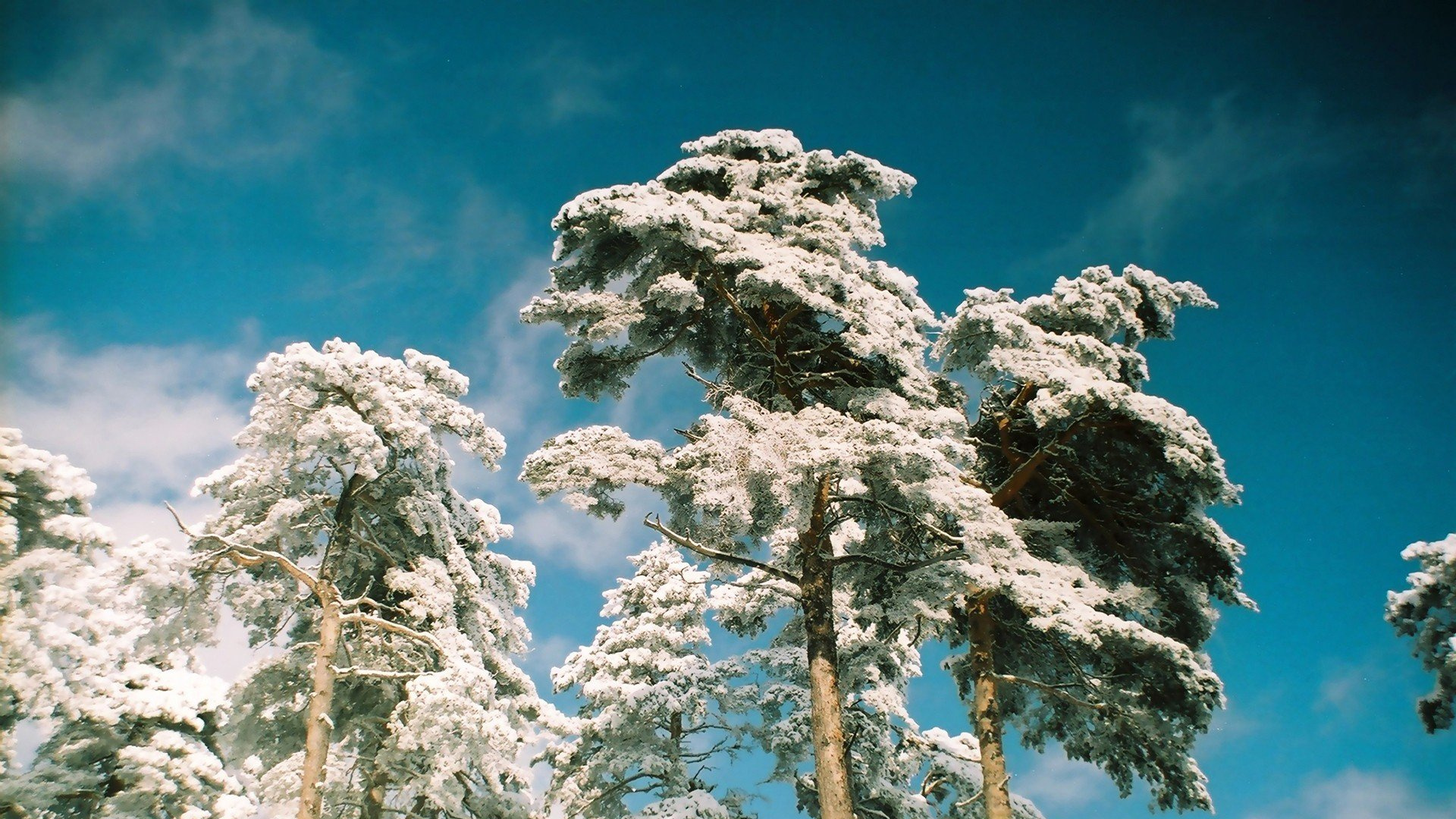 White Leaf Tree Under Blue Sky During Daytime. Wallpaper in 1920x1080 Resolution