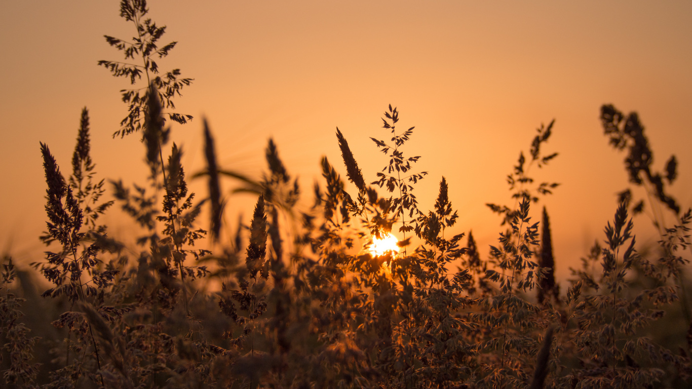 Brown Grass Field During Sunset. Wallpaper in 1366x768 Resolution