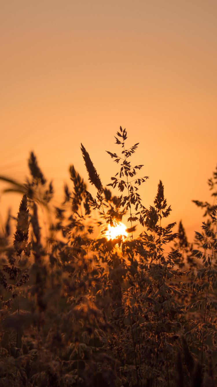 Brown Grass Field During Sunset. Wallpaper in 750x1334 Resolution