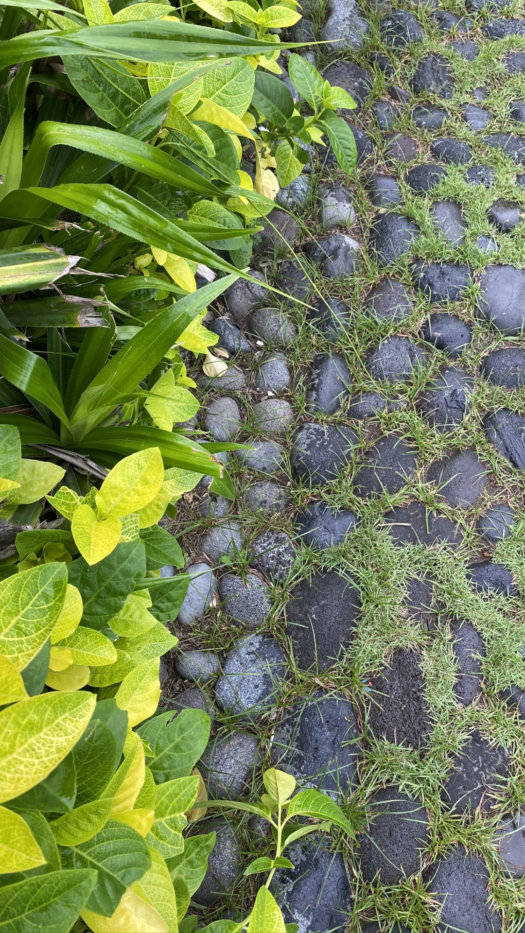 Azul Majorelle, Biología, Ciencia, Planta, Azul. Wallpaper in 1080x1920 Resolution