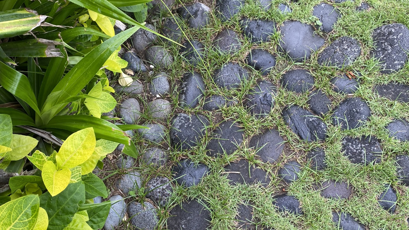 雷勒蓝色的, 生物学, 科学, 地被, 种植园 壁纸 1366x768 允许