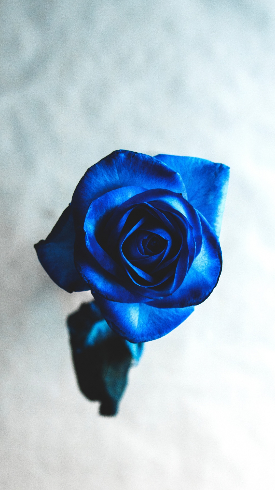 Yellow Rose in Close up Photography. Wallpaper in 1080x1920 Resolution