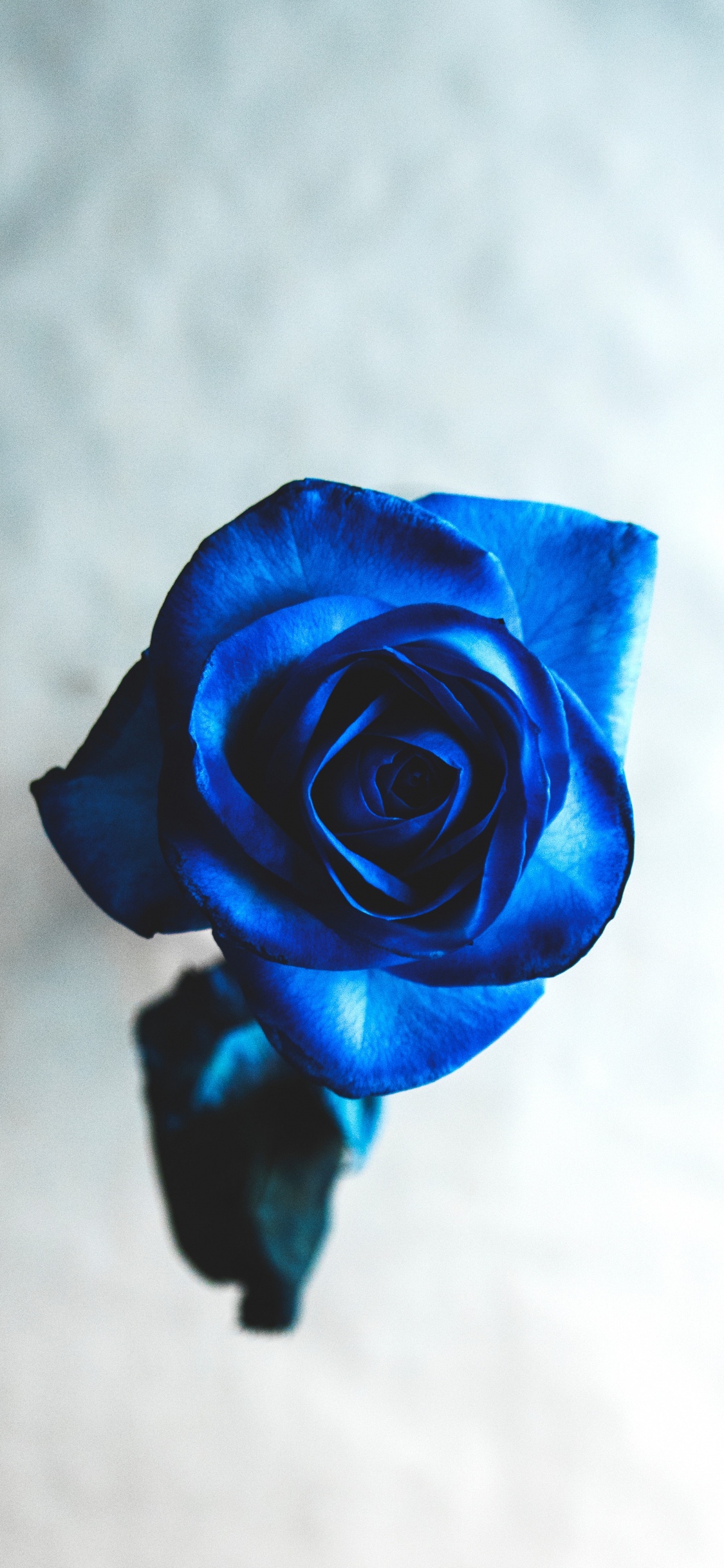 Yellow Rose in Close up Photography. Wallpaper in 1125x2436 Resolution