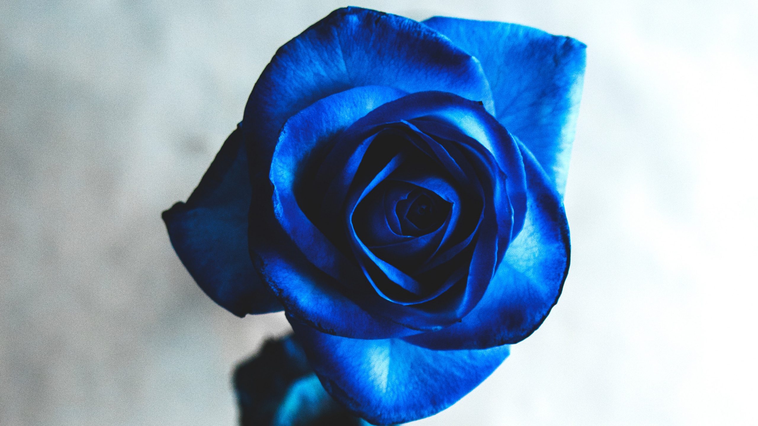 Yellow Rose in Close up Photography. Wallpaper in 2560x1440 Resolution