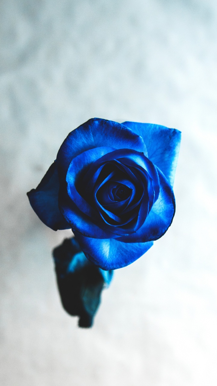 Rose Jaune en Gros Plan. Wallpaper in 720x1280 Resolution