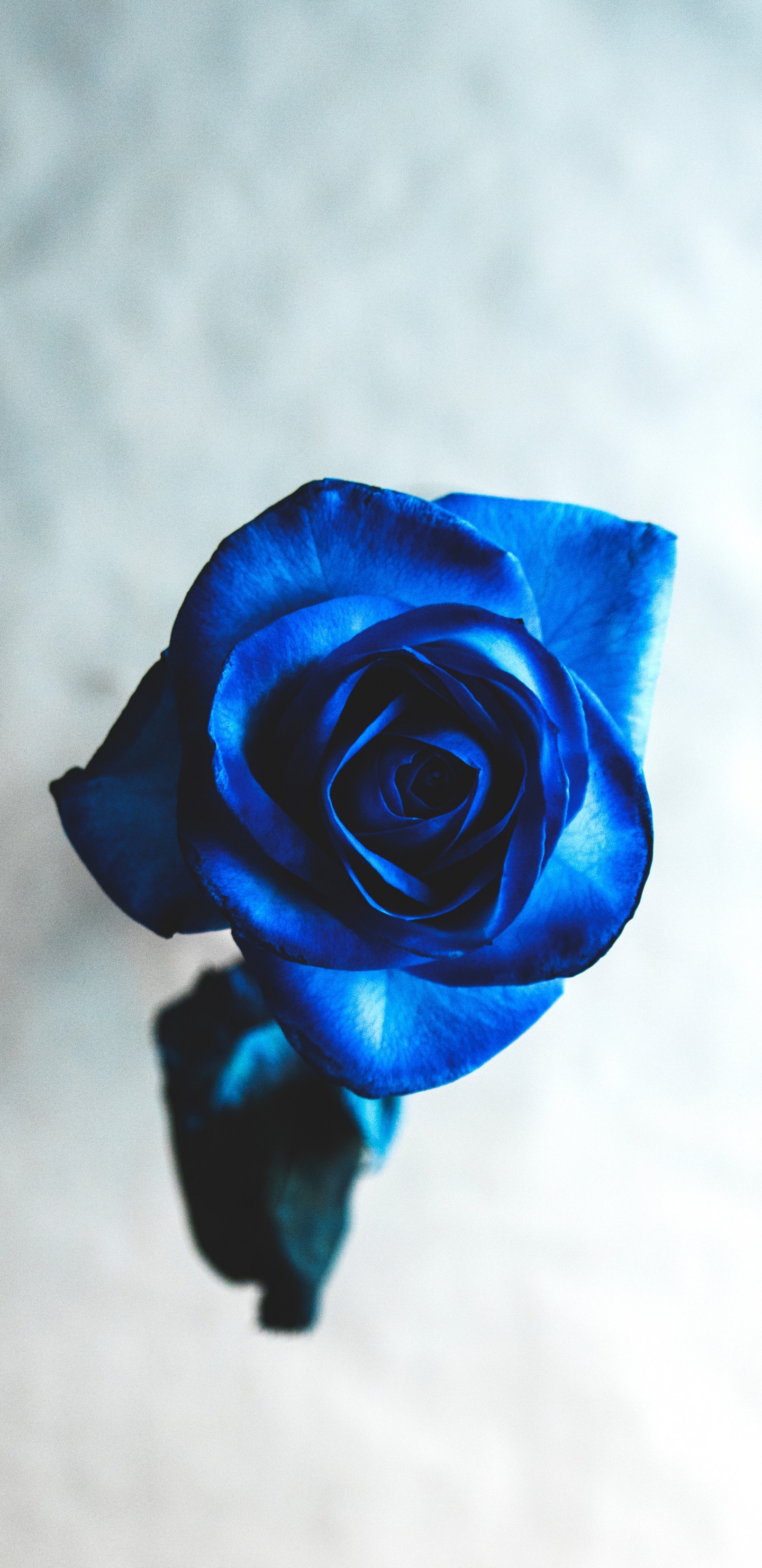 Rosa Amarilla en Fotografía de Cerca. Wallpaper in 1440x2960 Resolution