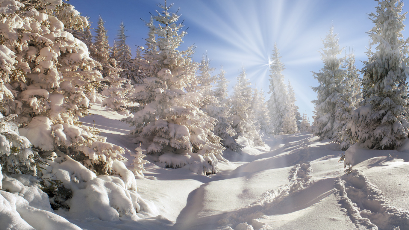 Árboles Cubiertos de Nieve Bajo un Cielo Azul Durante el Día. Wallpaper in 1366x768 Resolution
