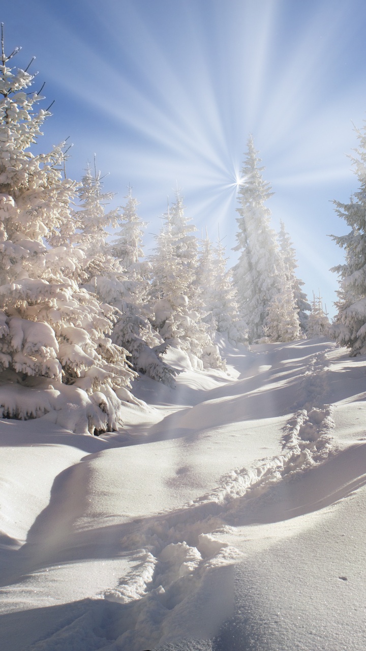 Schneebedeckte Bäume Unter Blauem Himmel Tagsüber. Wallpaper in 720x1280 Resolution