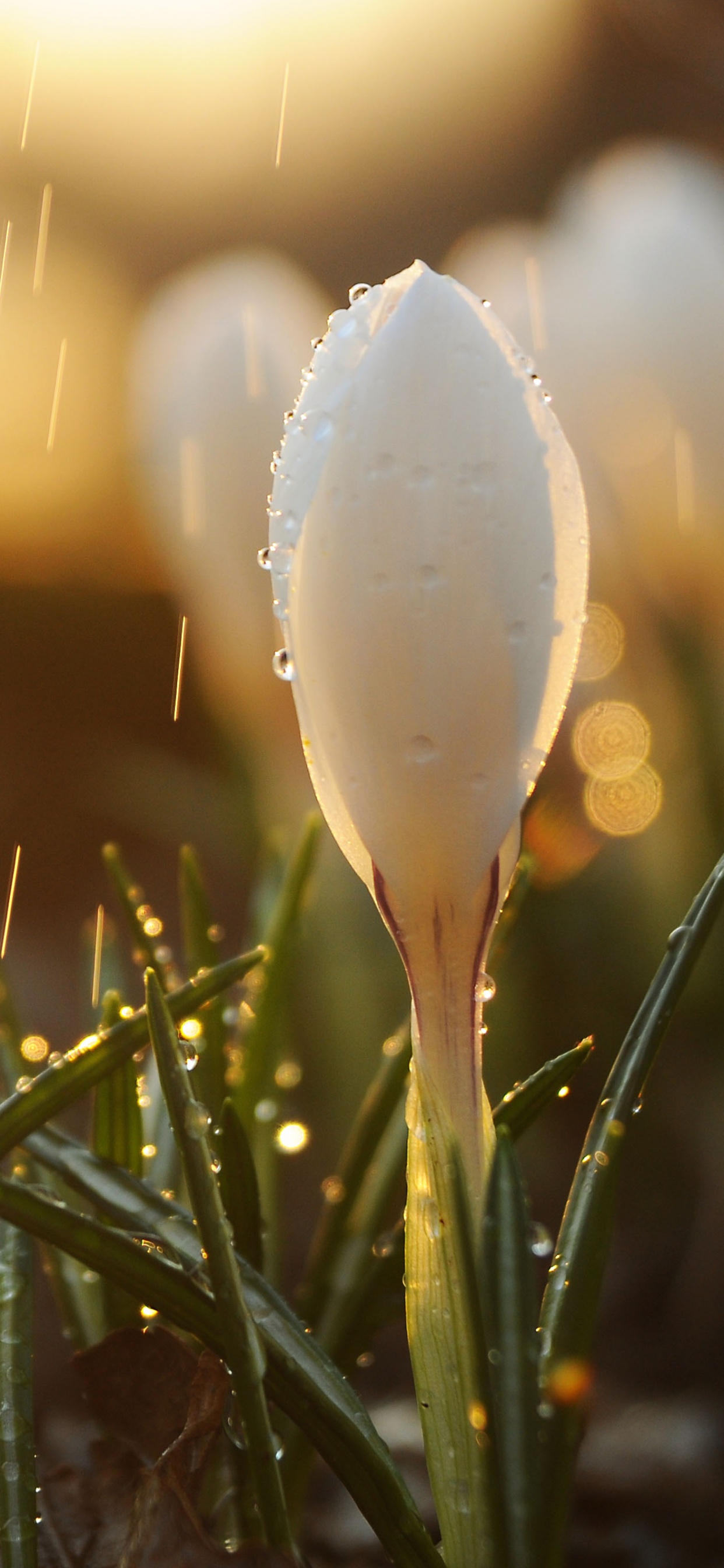 Frühjahr, Regen, Licht, Wasser, Gras. Wallpaper in 1242x2688 Resolution