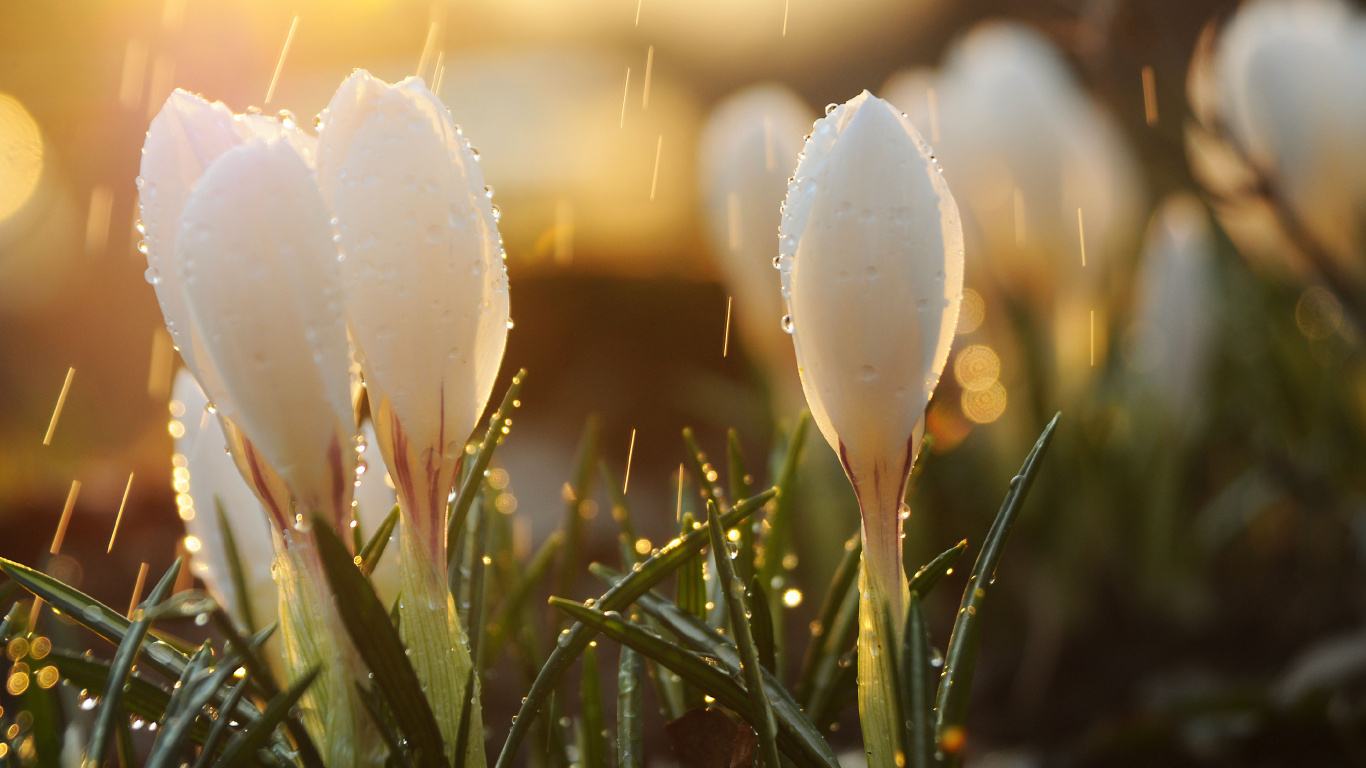 Printemps, Pluie, Lumière, Eau, Botanique. Wallpaper in 1366x768 Resolution