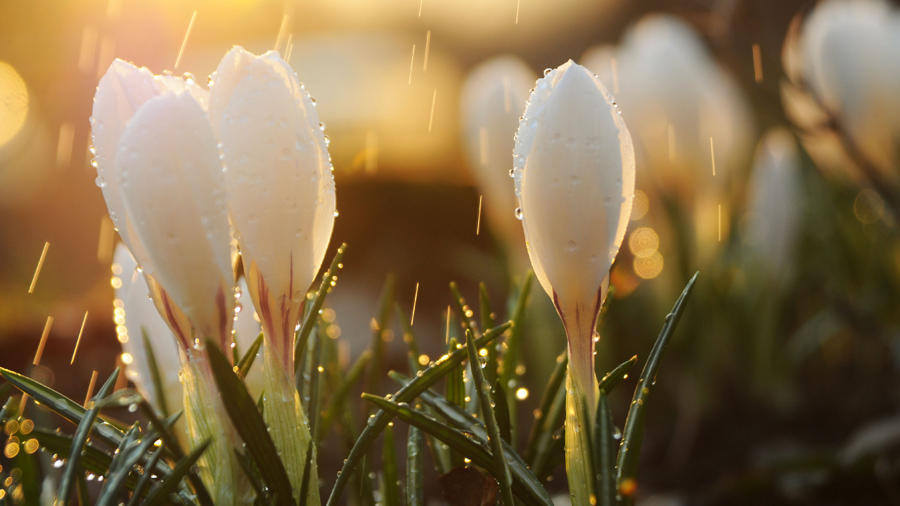 Spring, Rain, Light, Water, Flower. Wallpaper in 1280x720 Resolution