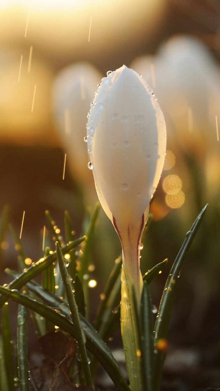 Primavera, Lluvia, Luz, Agua, la Luz Del Sol. Wallpaper in 720x1280 Resolution