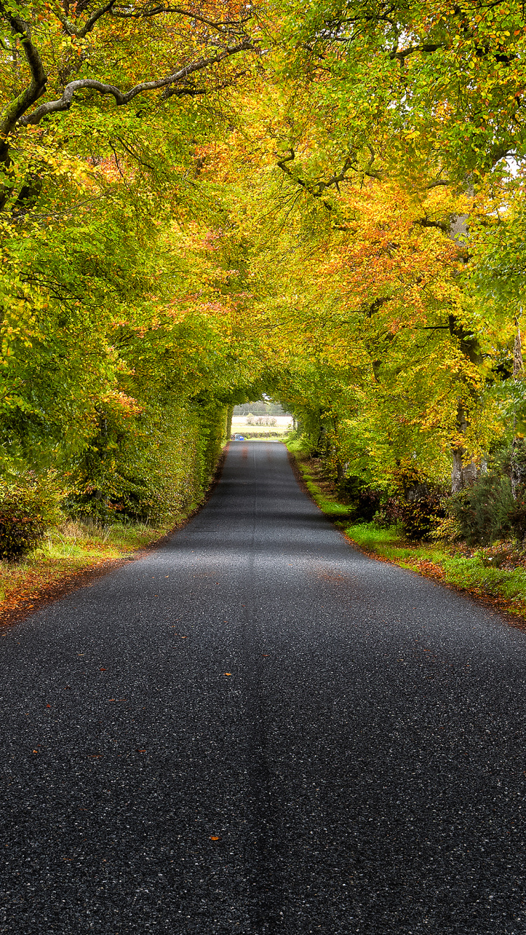Baumstraße Schottland, Schottland, Baum, Road, Naturlandschaft. Wallpaper in 750x1334 Resolution