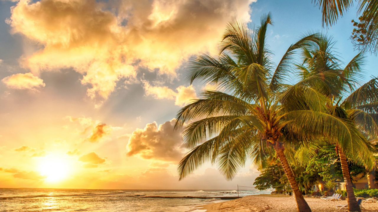 Palm Tree Near Body of Water During Sunset. Wallpaper in 1280x720 Resolution