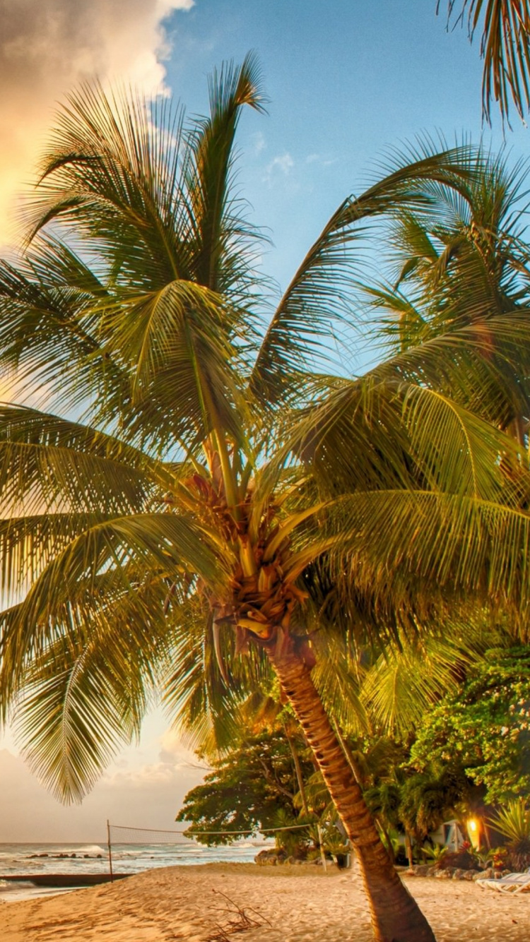 Palm Tree Near Body of Water During Sunset. Wallpaper in 750x1334 Resolution