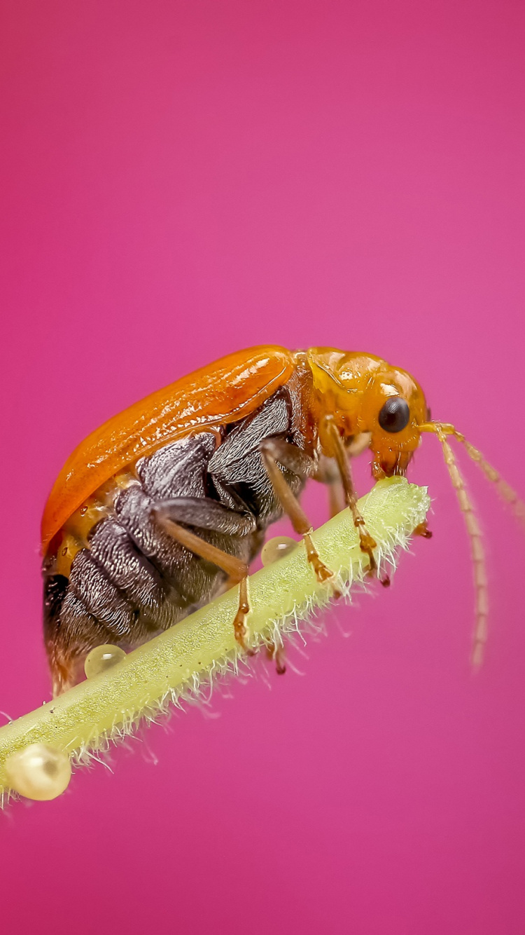Brauner Und Schwarzer Käfer Auf Rosa Oberfläche. Wallpaper in 750x1334 Resolution