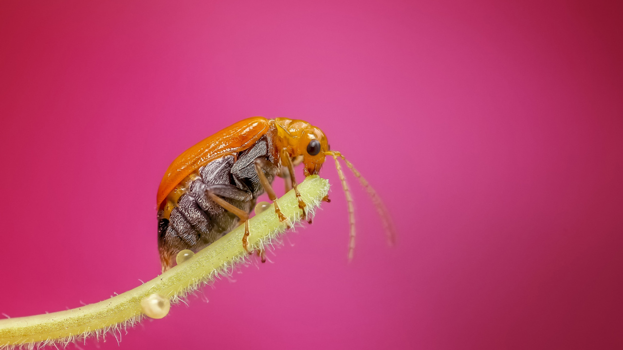 Insecte Brun et Noir Sur Surface Rose. Wallpaper in 1280x720 Resolution