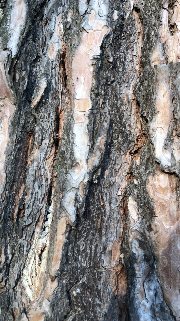 Stamm, Holz, Biologie, Wissenschaft. Wallpaper in 720x1280 Resolution