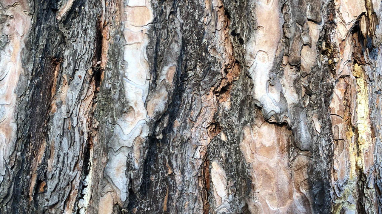 Trunk, Wood, Biology, Science. Wallpaper in 1280x720 Resolution
