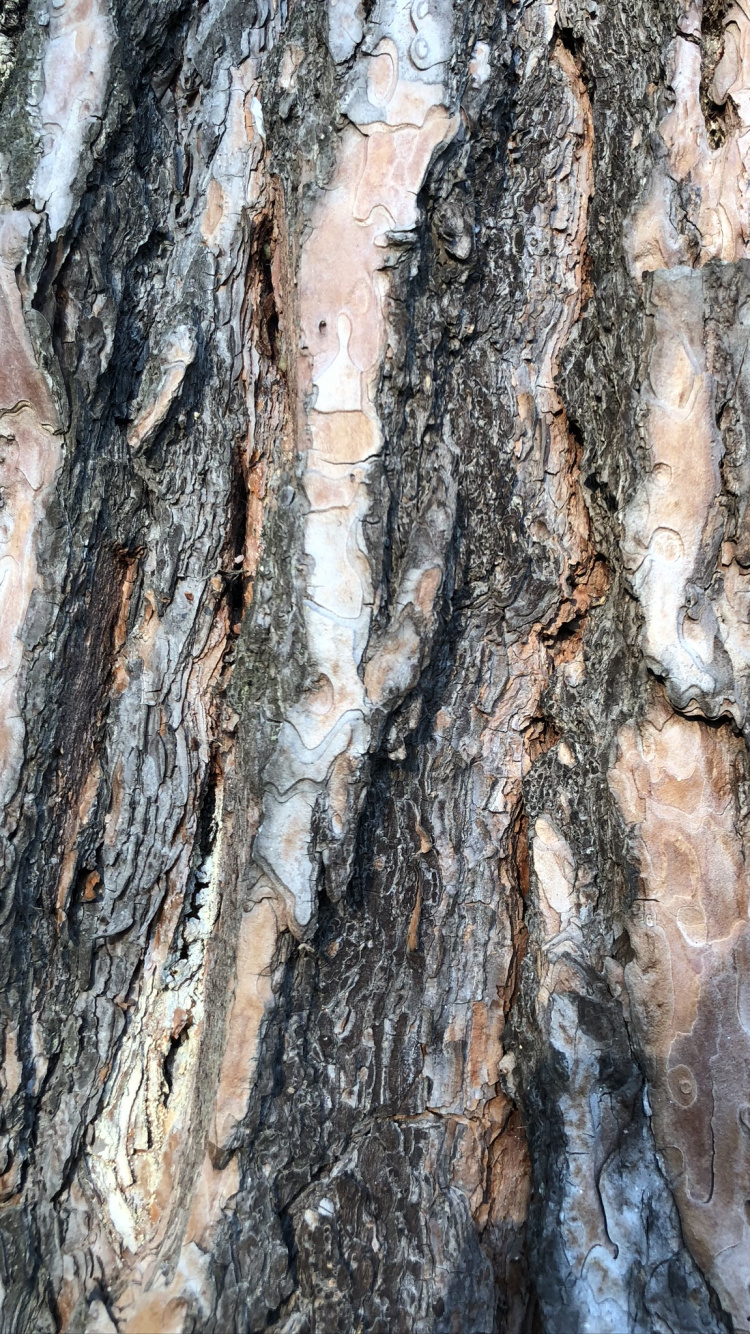 Trunk, Wood, Biology, Science. Wallpaper in 750x1334 Resolution