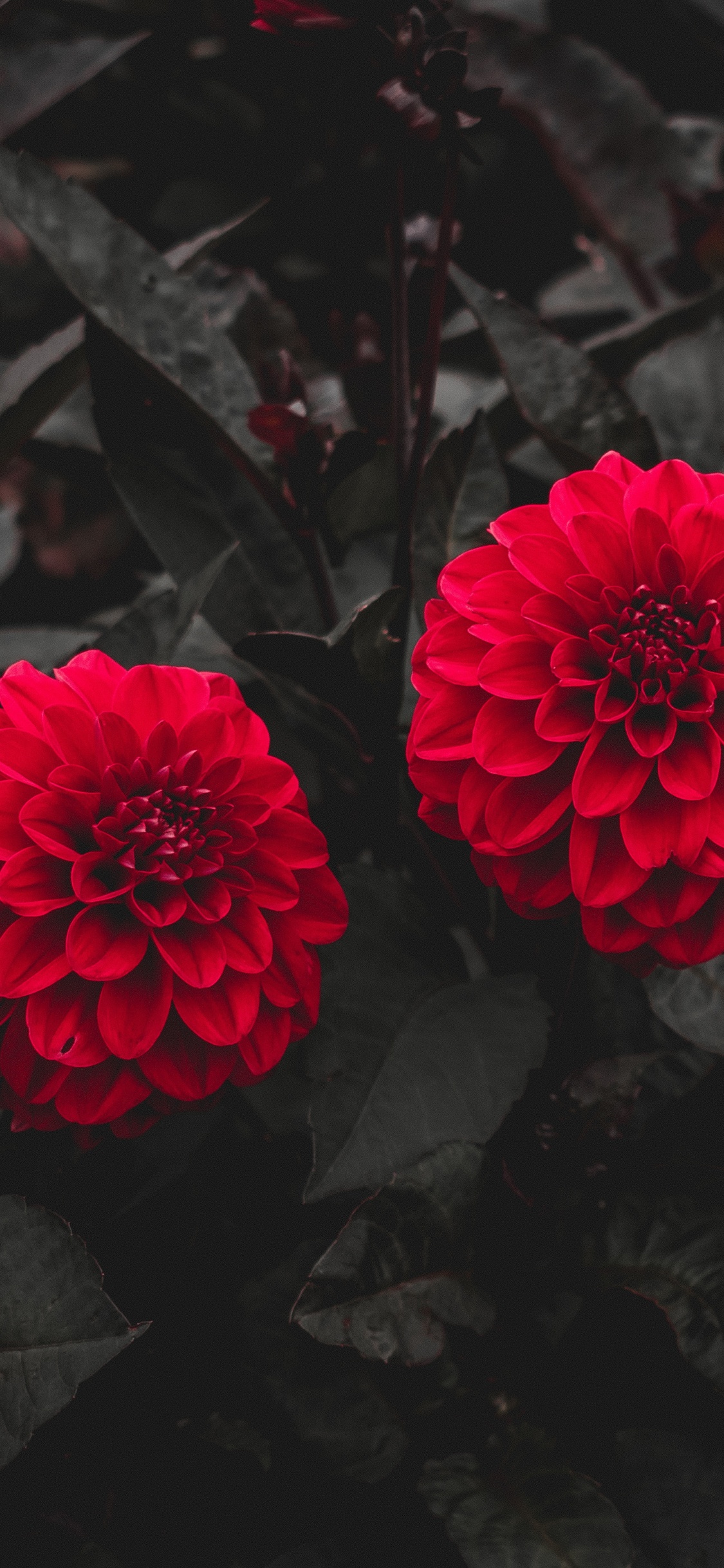Flor Roja Sobre Suelo Negro. Wallpaper in 1125x2436 Resolution