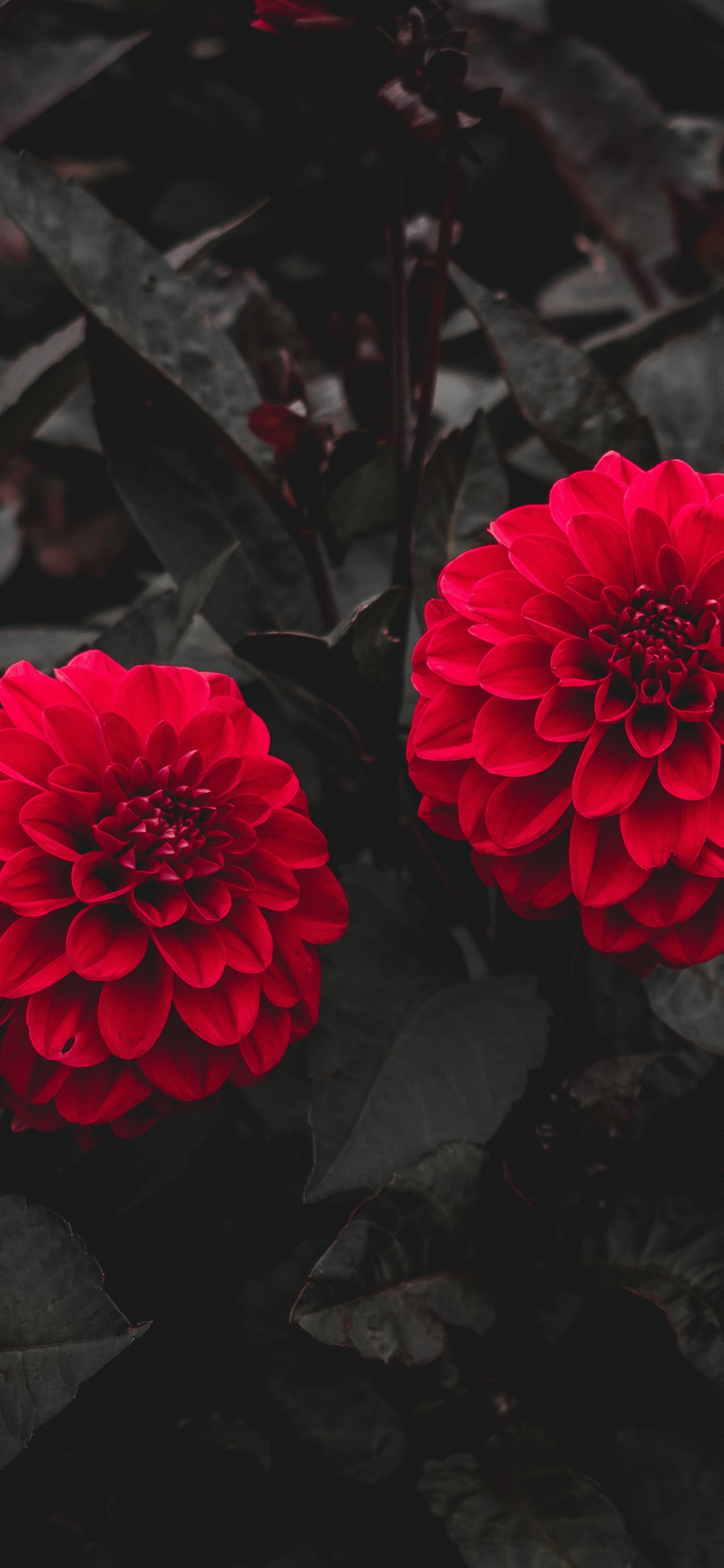 Rote Blume Auf Schwarzer Erde. Wallpaper in 1242x2688 Resolution