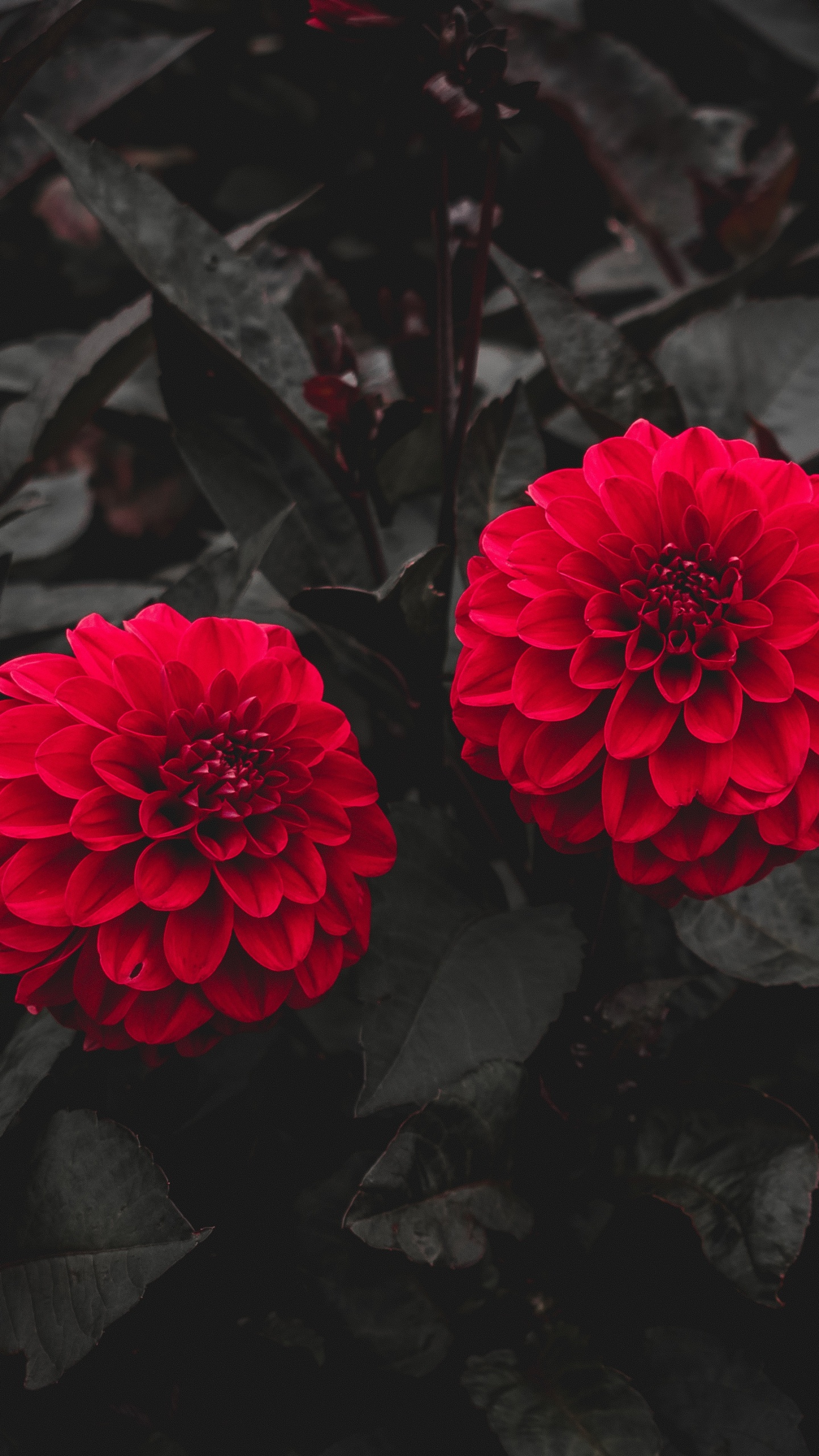 Red Flower on Black Soil. Wallpaper in 1440x2560 Resolution