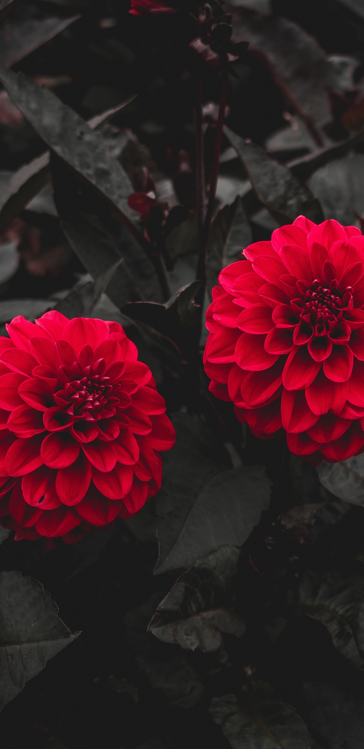 Fleur Rouge Sur Sol Noir. Wallpaper in 1440x2960 Resolution