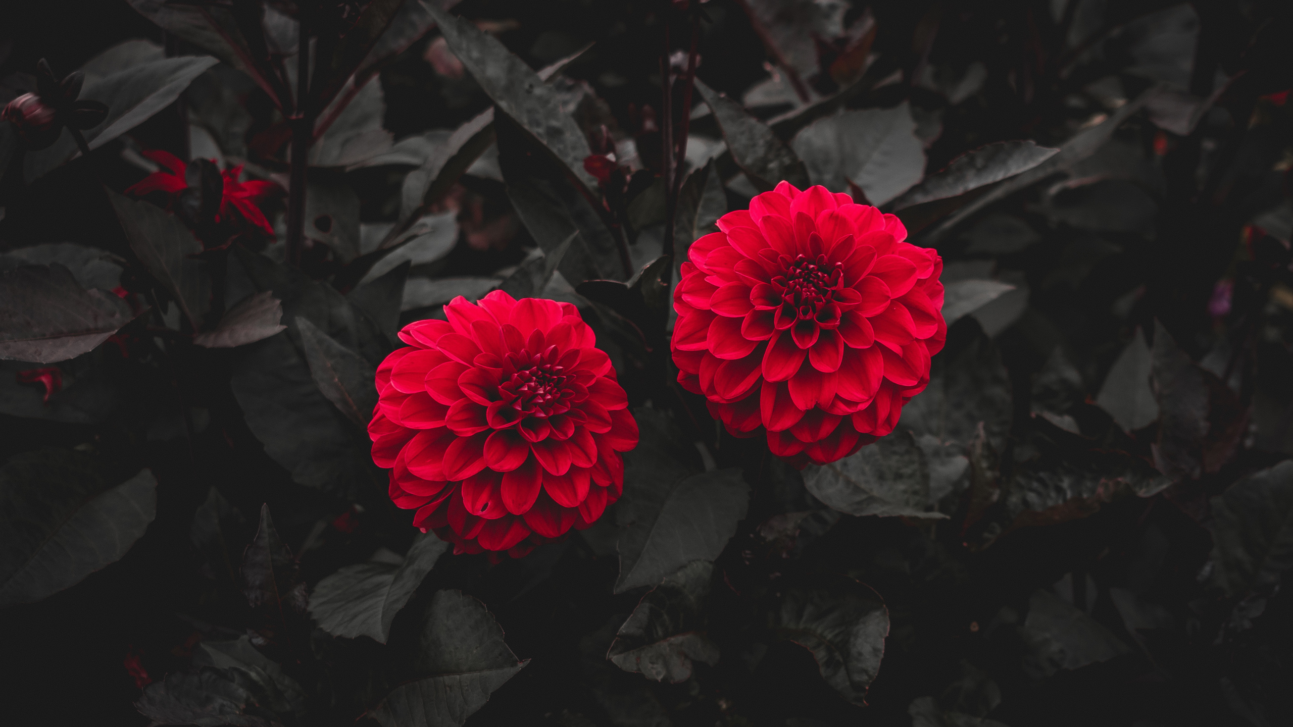 Fleur Rouge Sur Sol Noir. Wallpaper in 2560x1440 Resolution