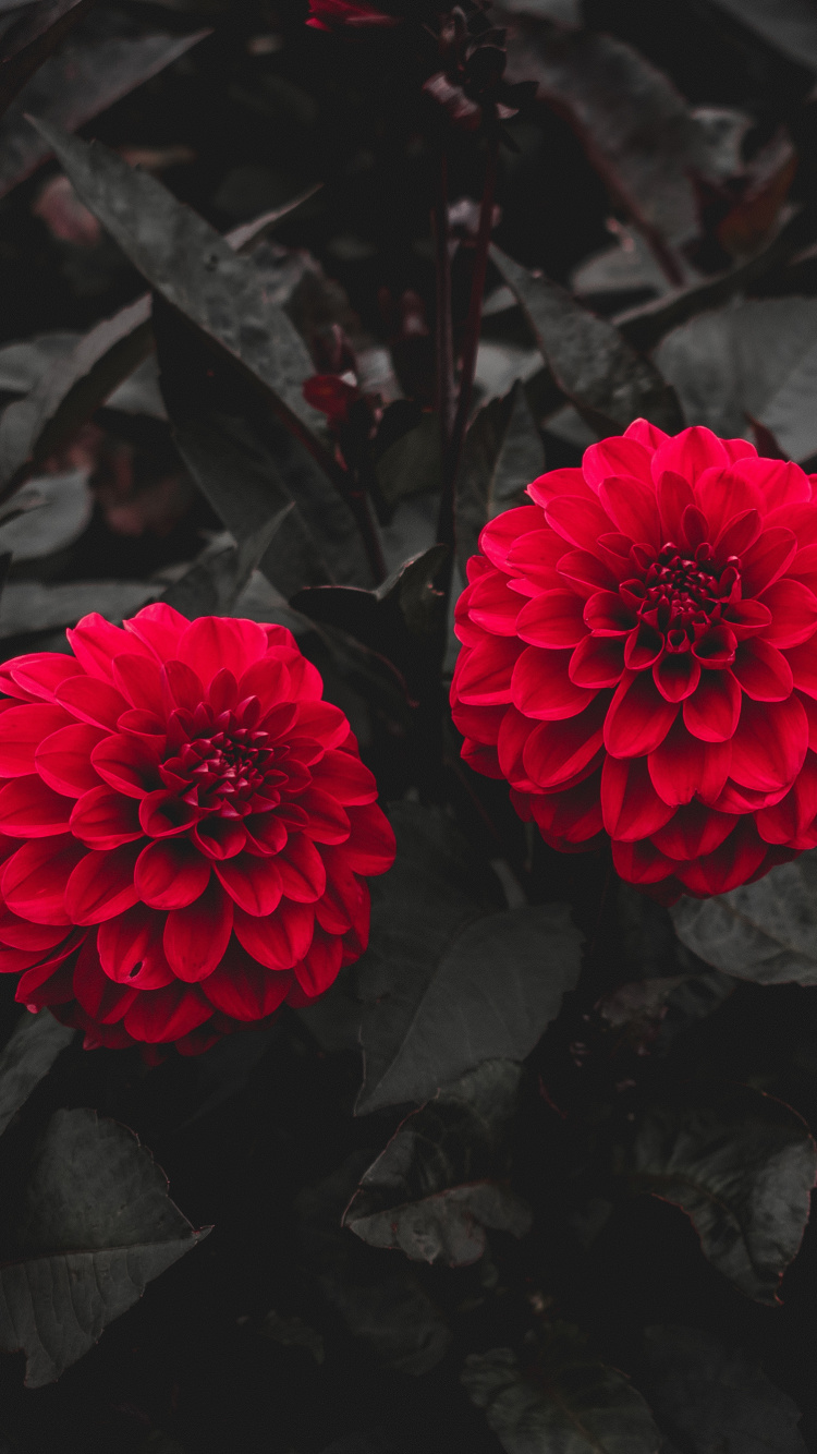 Fleur Rouge Sur Sol Noir. Wallpaper in 750x1334 Resolution