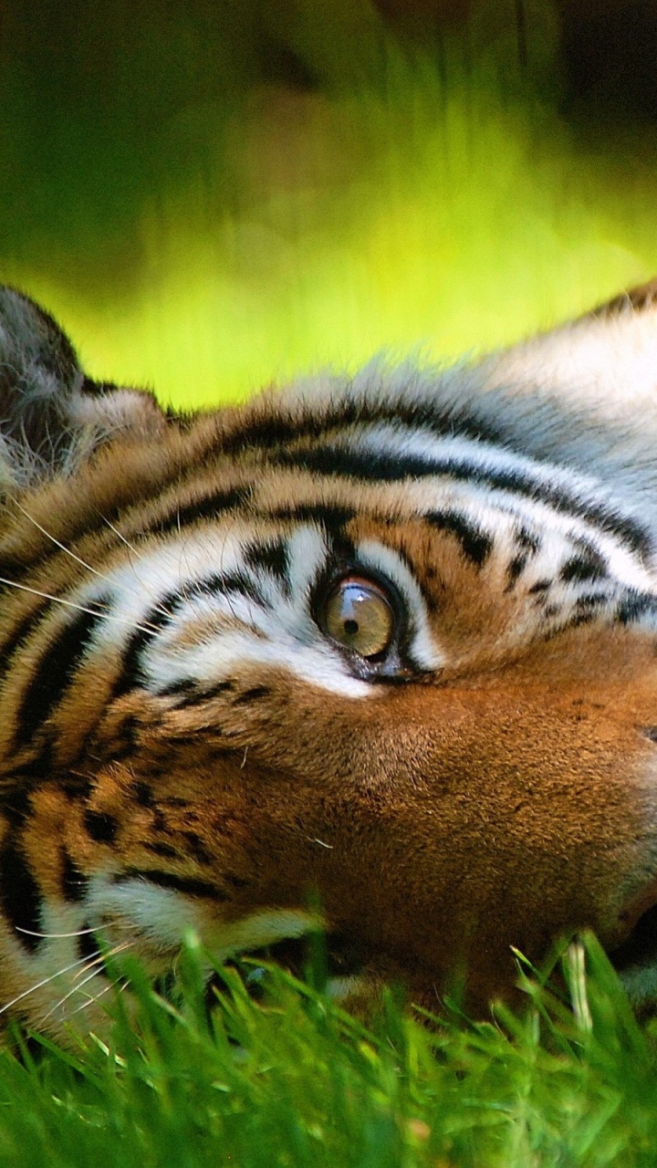Brown and Black Tiger Lying on Green Grass During Daytime. Wallpaper in 720x1280 Resolution