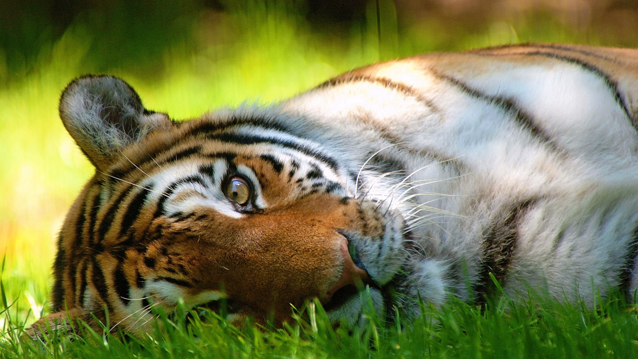 Tigre Brun et Noir Allongé Sur L'herbe Verte Pendant la Journée. Wallpaper in 1280x720 Resolution