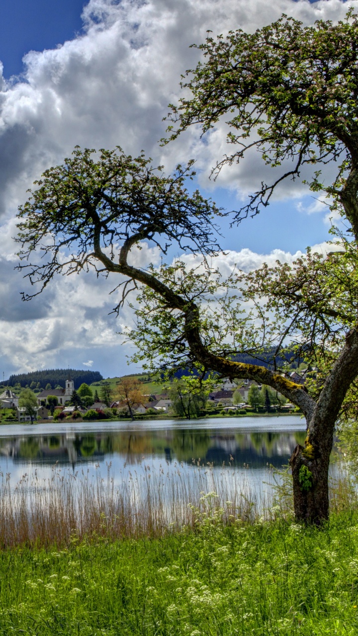 Árboles Verdes Junto al Lago Bajo Las Nubes Blancas y el Cielo Azul Durante el Día. Wallpaper in 720x1280 Resolution