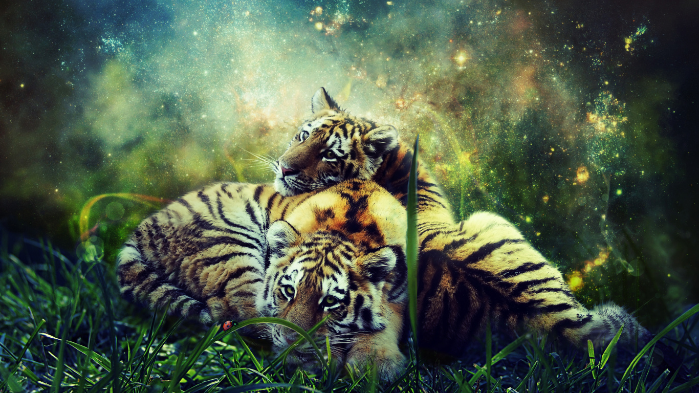 Tiger, Bengal Tiger, Felidae, Tierwelt, Sibirischer Tiger. Wallpaper in 1366x768 Resolution