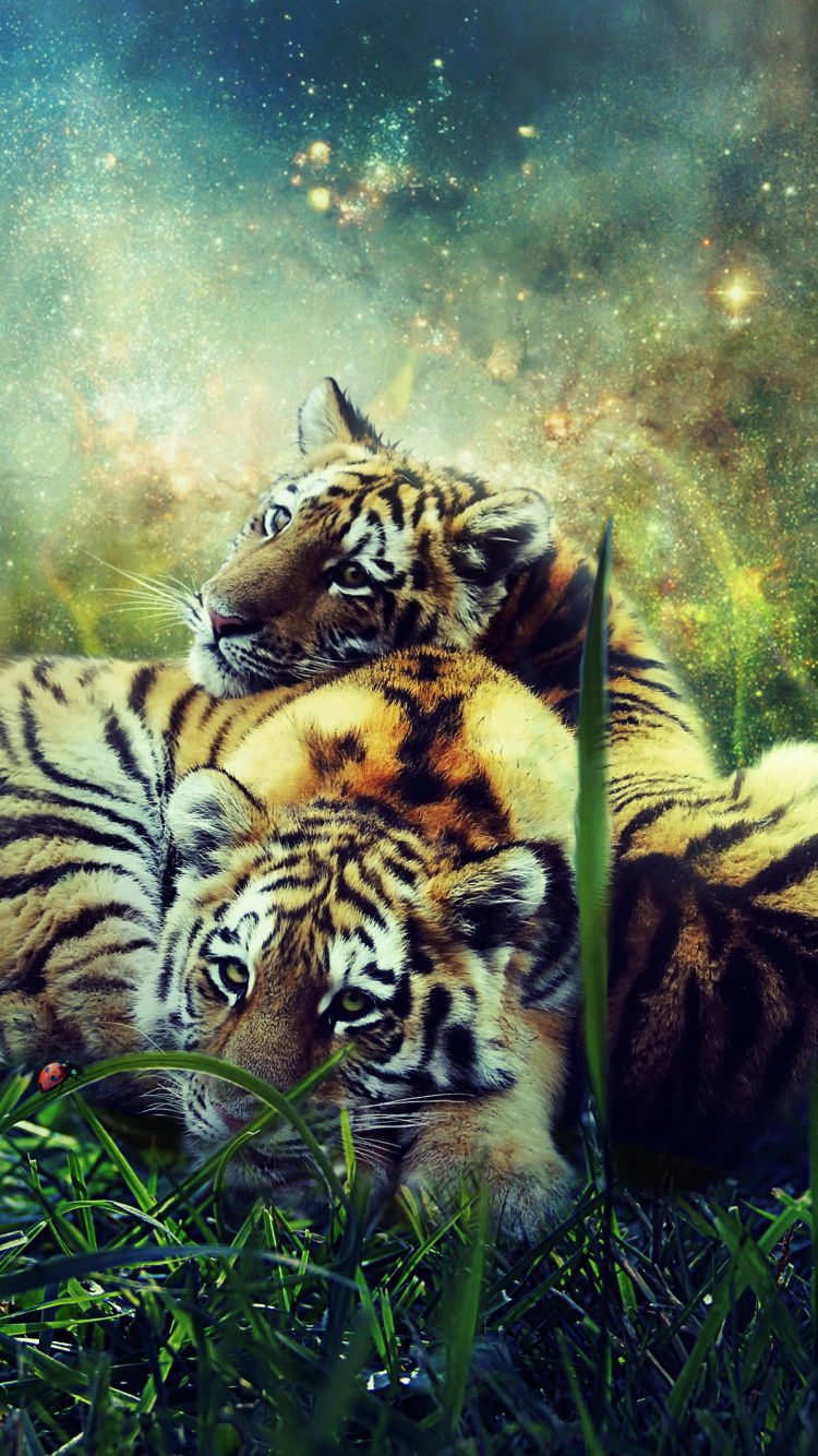 Tiger, Bengal Tiger, Felidae, Tierwelt, Sibirischer Tiger. Wallpaper in 750x1334 Resolution