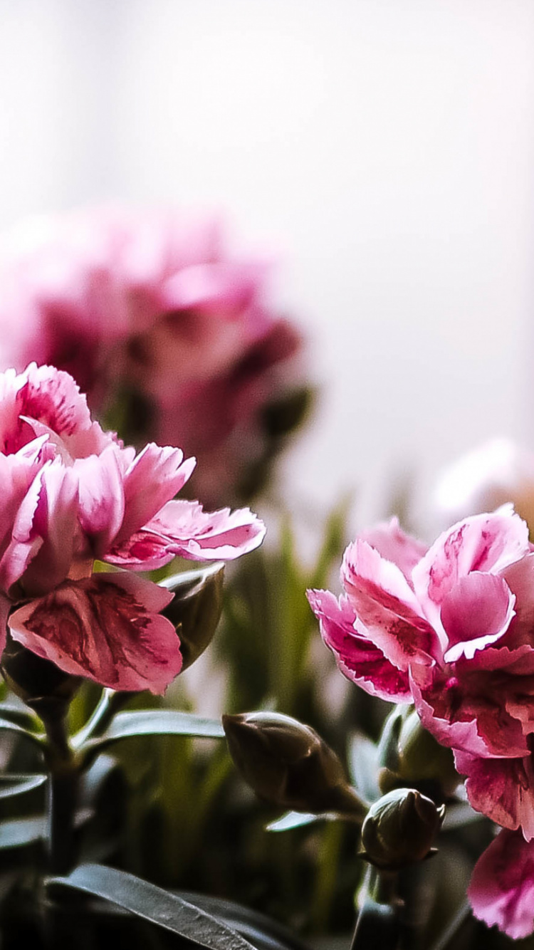 Flora, Blumenmuster, Blütenblatt, Purpur, Pink. Wallpaper in 750x1334 Resolution