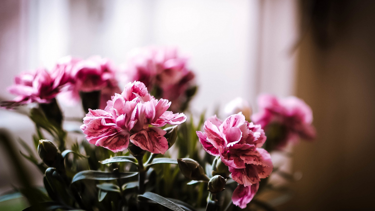 Flore, Design Floral, Pétale, Purple, Pink. Wallpaper in 1280x720 Resolution