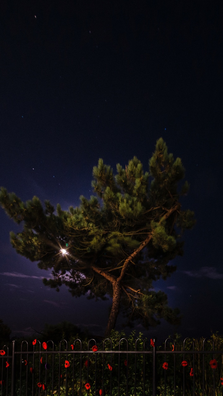 Nuit, Nature, Éclairage, Atmosphère, Minuit. Wallpaper in 720x1280 Resolution