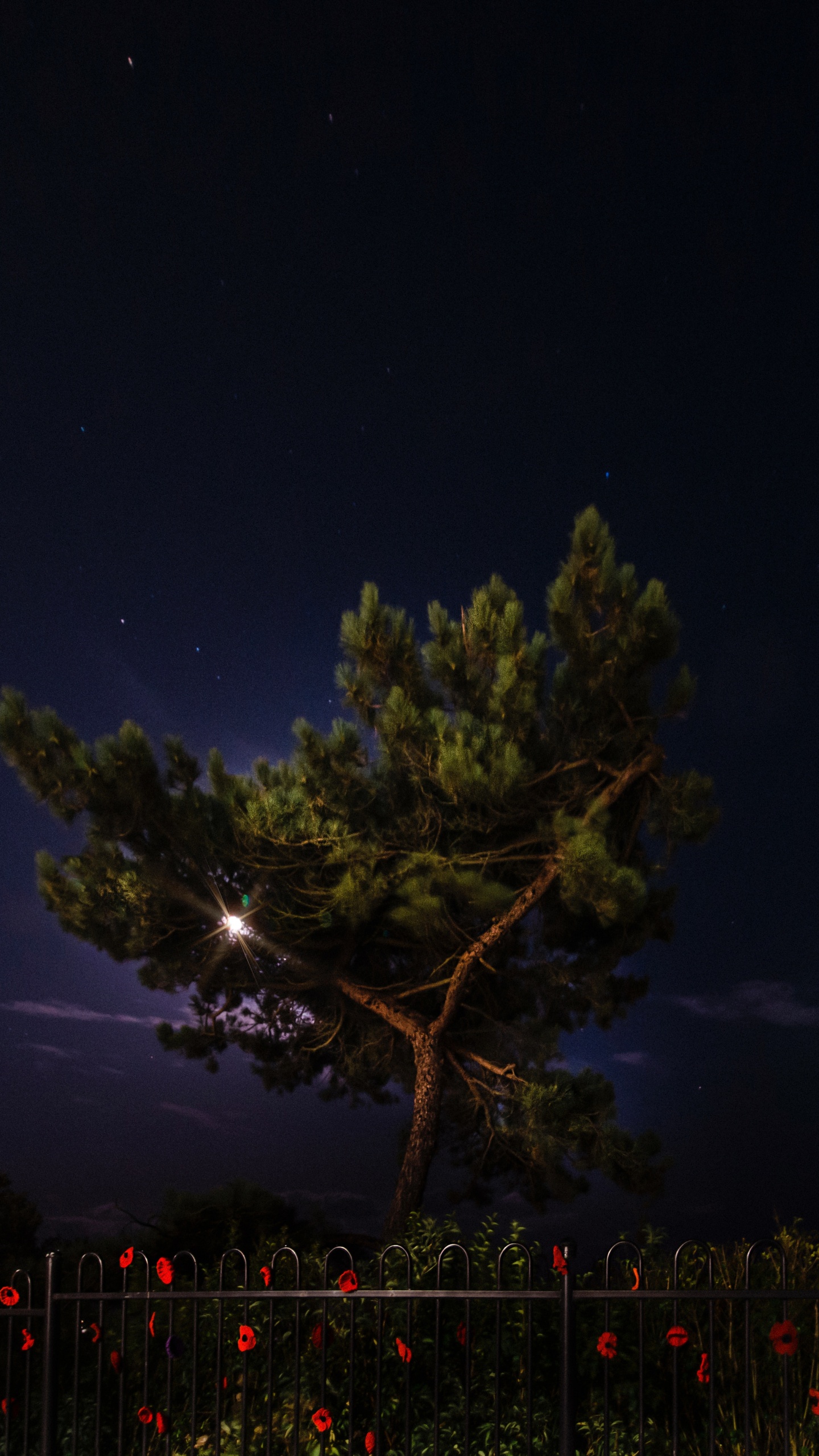性质, 气氛, 午夜, 木本植物, 空间 壁纸 1440x2560 允许