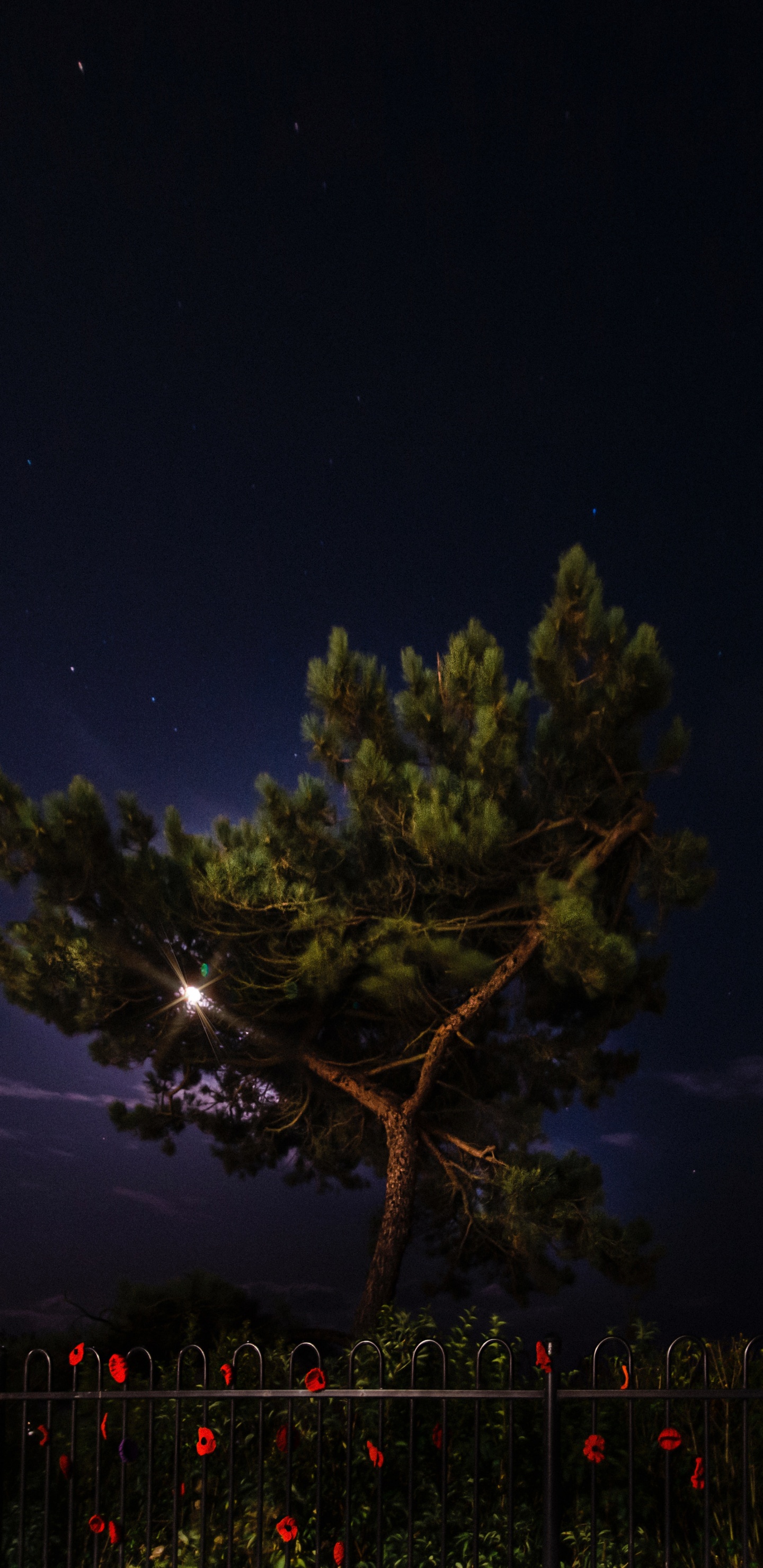 Nacht, Natur, Baum, Atmosphäre, Cloud. Wallpaper in 1440x2960 Resolution